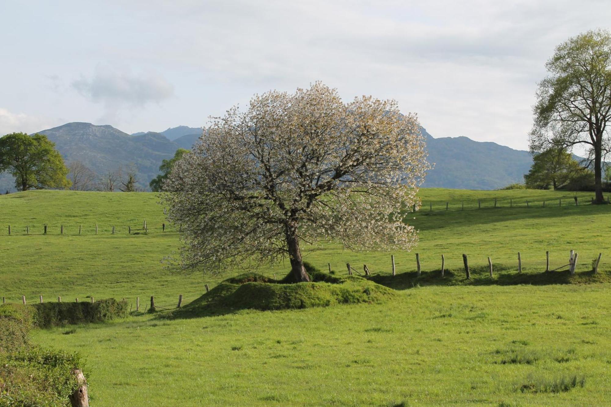 Casa De Aldea Monga 9 En Nava, Asturias Villa Екстериор снимка